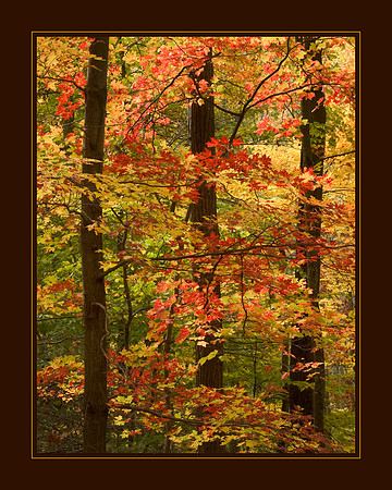 "A Cascade of Color" | Northern Virginia Fine Art Photographer